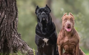 Cane Corso VS Pitbull