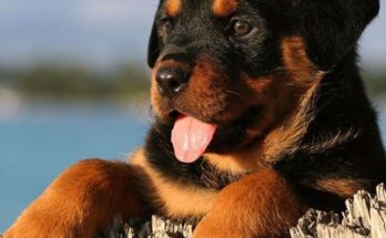 How to take care of rottweiler puppy?