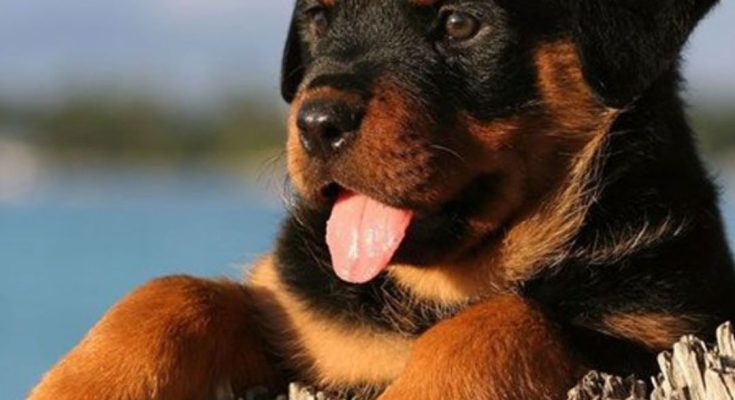 How to take care of rottweiler puppy?