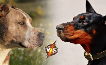 Doberman VS Pitbull - Who is Stronger in a Fight