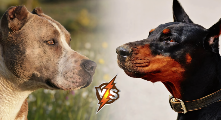 Doberman VS Pitbull - Who is Stronger in a Fight